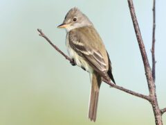 A small, cream-greenish bird with a crest, perches on a branch.