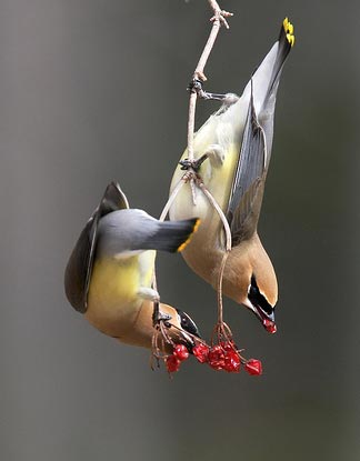 Cedar Waxwings eating berries.