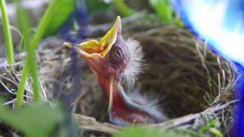 chick in nest