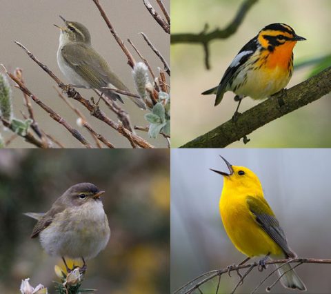 various warblers