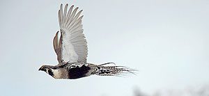 A Vanishing Species in Plain Sight: Gunnison Sage Grouse