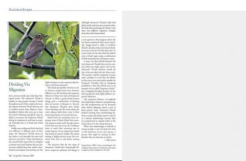 migration research on the Swainson's Thrush