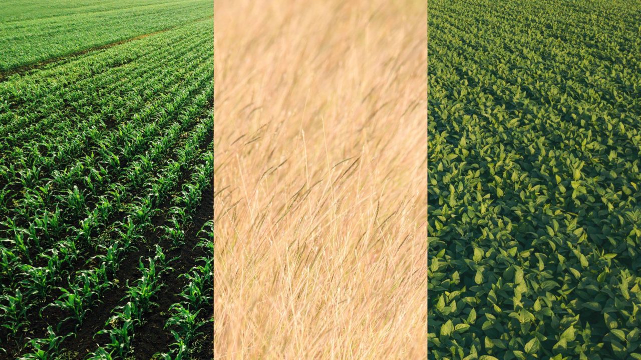 three types of agricultural fields shown across three panels