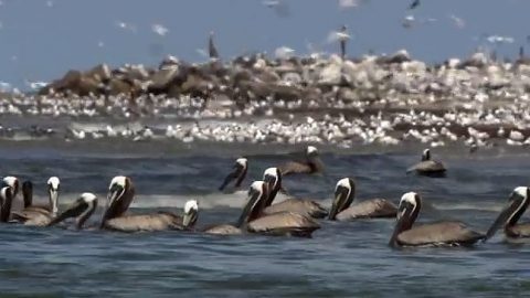 Pelicans along the Mississippi Delta