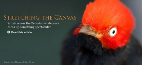 Round-tailed Manakin by Ben Winger