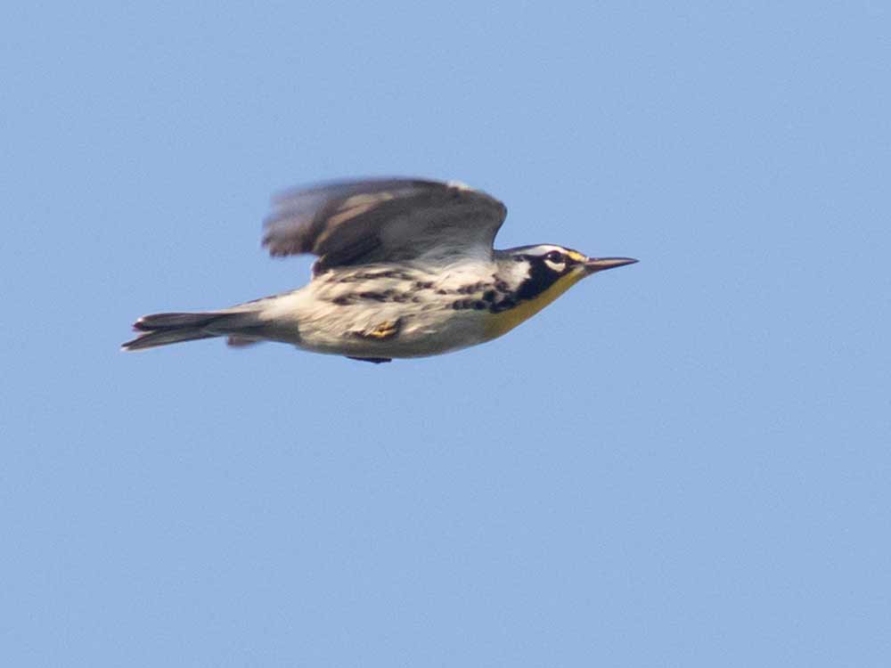 A black and white warbler with a yellow throat in mid-flight.