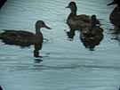 dark image from zoom when digiscoping